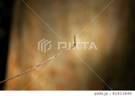 Orange threadtail damselfly 62911640