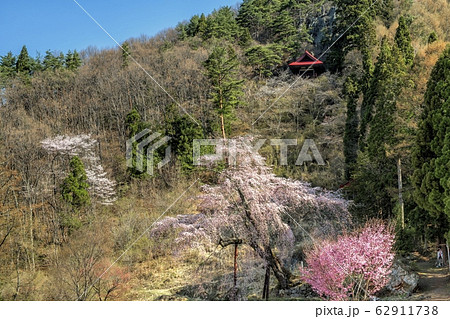 枝垂桜と赤和観音 枝垂桜と赤和観音 62911738