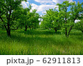 Big field of trees 62911813