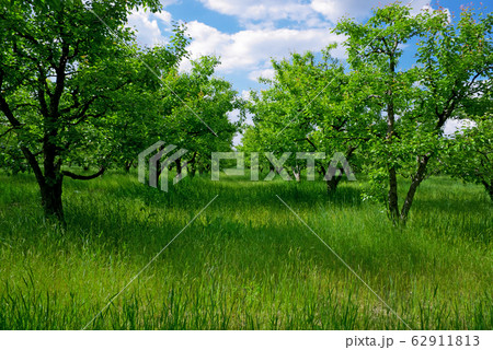 Big field of trees 62911813