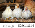 Three chickens 62911814
