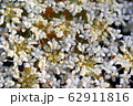 Fower on the wind 62911816