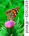 Butterfly on flower 62911819