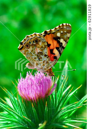 Butterfly on flower 62911819