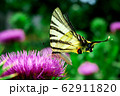 Butterfly 62911820