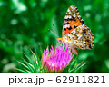 On flower 62911821