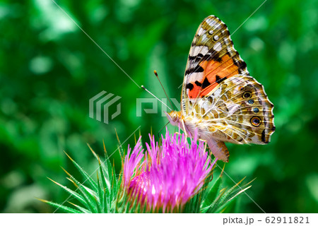 On flower 62911821