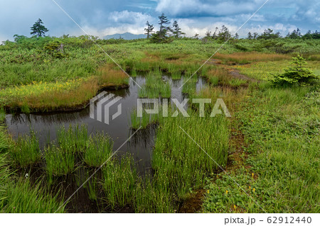 夏の平ヶ岳山上湿原 62912440