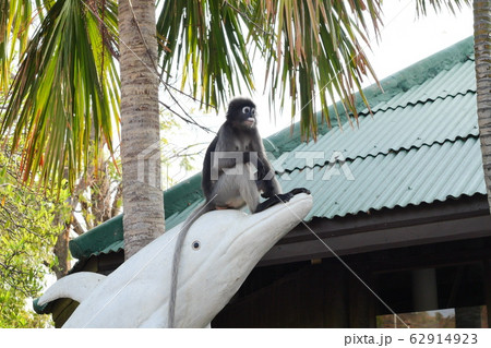 The Dusky leaf monkey sitting on the head of the white dolphin statue with palm tree and green house in background, Khao Sam Roi Yot National Park, Thailand The Dusky leaf monkey sitting on the head of the white dolphin statue with palm tree and green house in background, Khao Sam Roi Yot National Park, Thailand 62914923