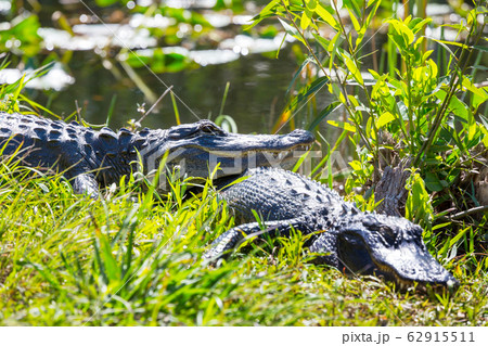 Alligator 62915511