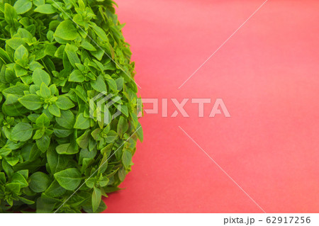 Healthy food studio photo background basil. red background 62917256