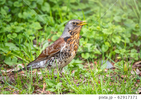 Fieldbird on a green lawn 62917371