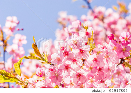 早咲きの河津桜 62917395