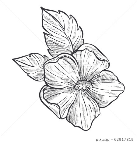 Hibiscus flower drawing hires stock photography and images  Page 2  Alamy