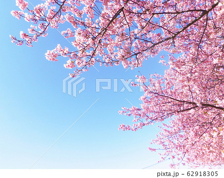 水色の空を背景に、満開の河津桜の枝を見上げて撮影。 62918305