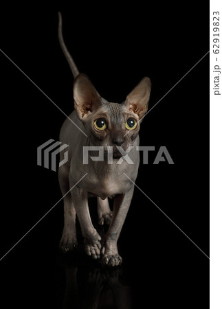 Thoroughbred hairless Canadian Sphinx cat in the Thoroughbred hairless Canadian Sphinx cat in the 62919823