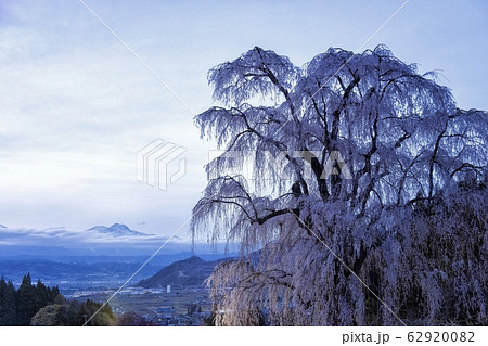 夕刻の水中の枝垂れ桜 夕刻の水中の枝垂れ桜 62920082