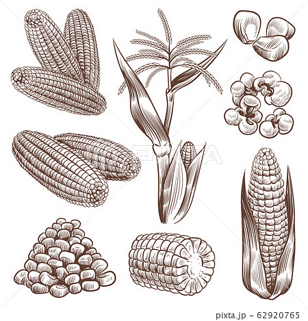 Maize Vectors  Illustrations for Free Download  Freepik