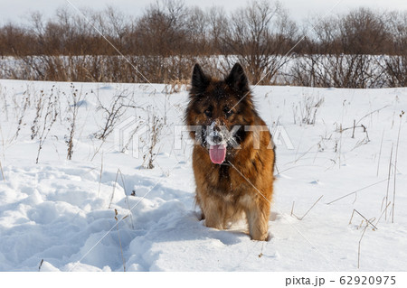 German Shepherd Dog German Shepherd Dog 62920975