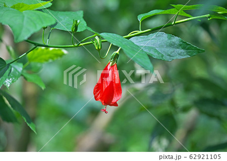 赤いウナヅキヒメフヨウの花 62921105