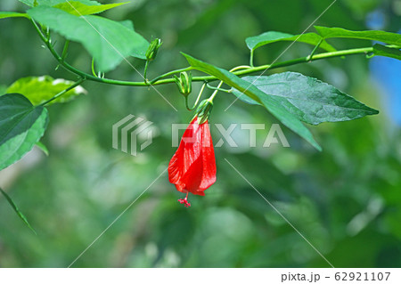 赤いウナヅキヒメフヨウの花 62921107