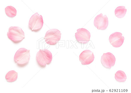 桜 花びら ピンク 春 白背景 62921109