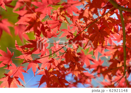 青空と紅葉 62921148