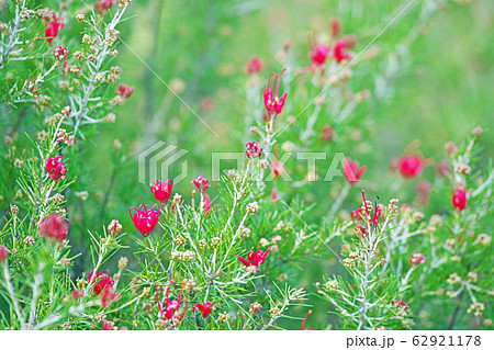 赤い小さなグレビレアの花の写真素材