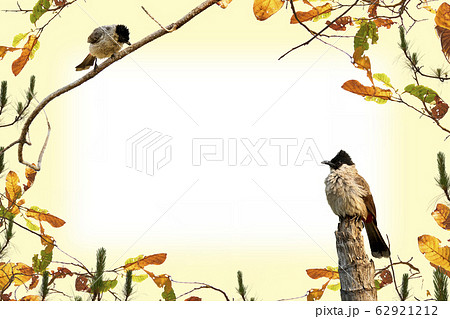 Flowers composition. Frame flowers with bird and branches. 62921212