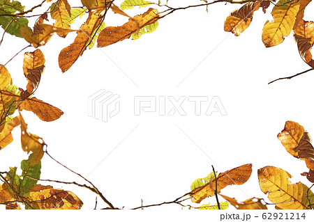 Flowers composition. Frame flowers with bird and branches. 62921214