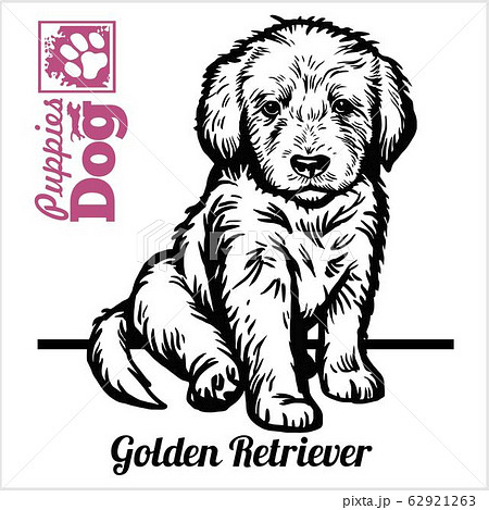 Golden Retriever Puppy Sitting Drawing By のイラスト素材