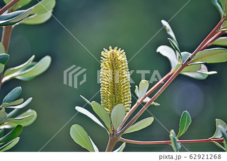 黄色いコーストバンクシアの花 62921268