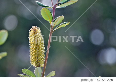 黄色いコーストバンクシアの花 62921270
