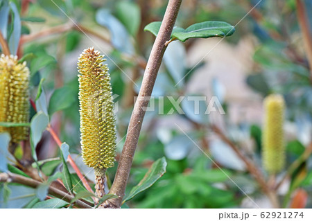 黄色いコーストバンクシアの花 62921274