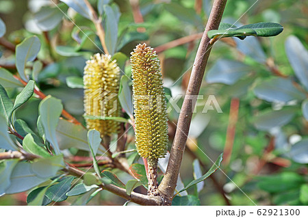 黄色いコーストバンクシアの花 62921300