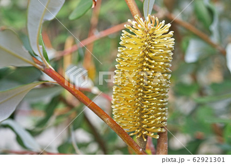 黄色いコーストバンクシアの花 黄色いコーストバンクシアの花 62921301