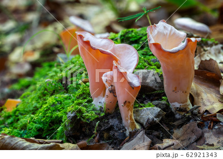 Guepinia helvelloides Guepinia helvelloides 62921343