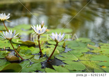 街風景 神奈川 鎌倉市大船 街風景 神奈川 鎌倉市大船 62921427