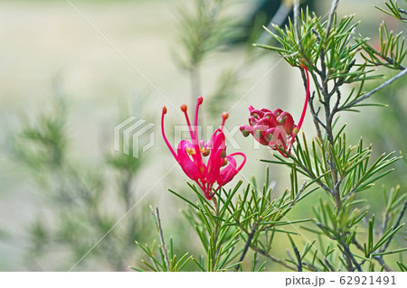 赤い小さなグレビレアの花 赤い小さなグレビレアの花 62921491