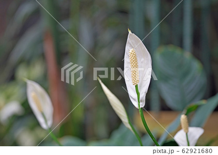 白いスパティフィラムの花 62921680