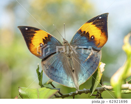 コノハチョウ 62921696