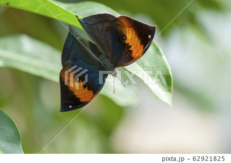 コノハチョウ 62921825