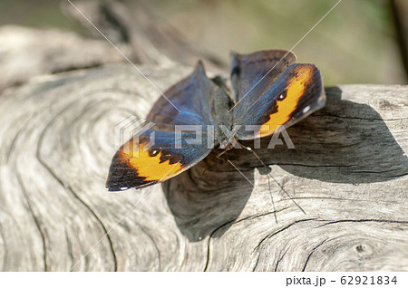 コノハチョウ 62921834