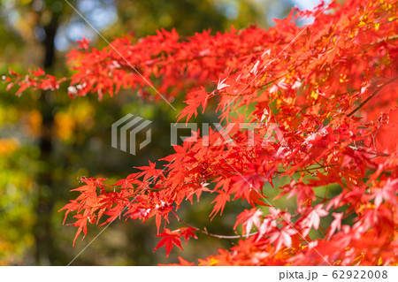 紅葉と緑 62922008