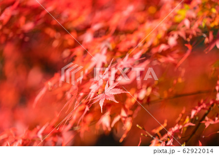紅葉 62922014