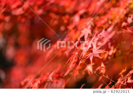 紅葉 62922015