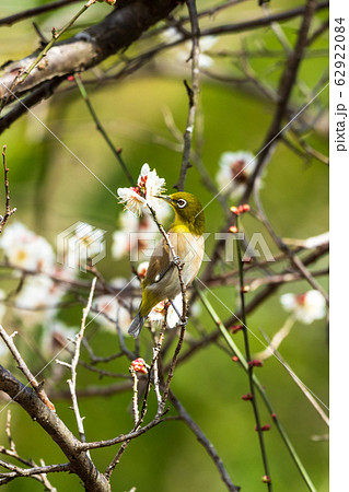 梅の木とメジロ　宮城県白石市 62922084
