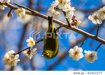 梅の木とメジロ 宮城県白石市の写真素材
