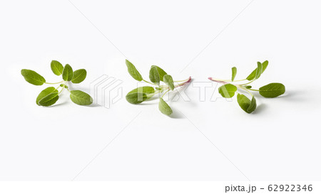Salvia plant pattern from twigs of fresh green spring leaves. Salvia plant pattern from twigs of fresh green spring leaves. 62922346