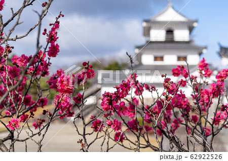 白石城と梅の花　宮城県白石市 62922526